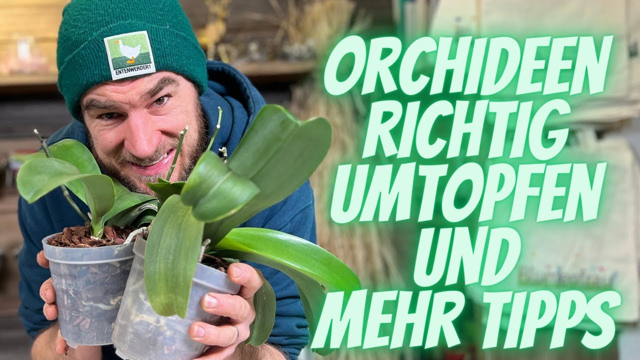 Phalaenopsis Orchidee umtopfen wie der Profi & viele weitere Tipps und Tricks für besseres Wachstum