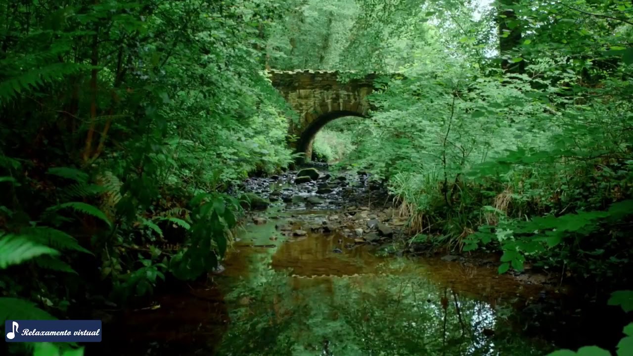 Som da natureza e floresta real para dormir e estudar