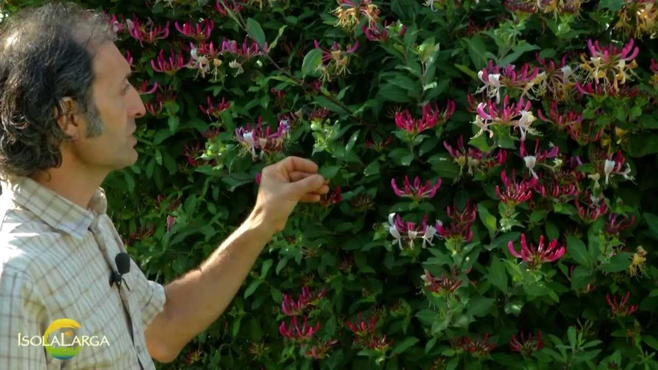 Lonicera periclymenum 