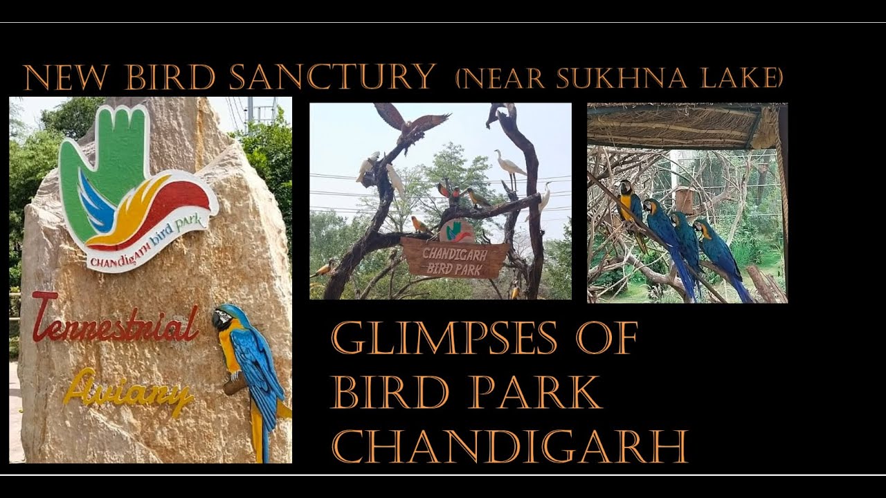 Glimpses of Bird Park Chandigarh, must visit place in chandigarh, Near Sukna Lake, Bird Sanctuary