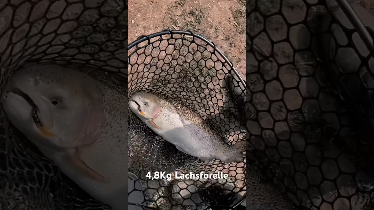 XXL 4,8Kg Lachsforelle #bigfish #lachsforelle #ultralightfishing #angeln #fishing #fishingvideo