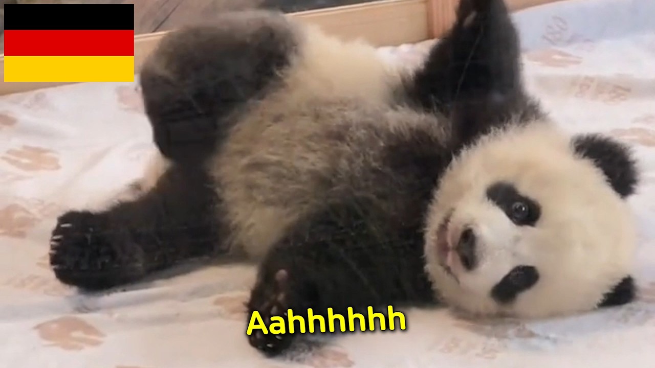 🇩🇪Немецкие 🐼двойняшки панд🐼