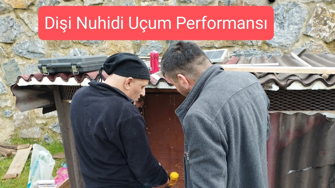 Murşitin starı dişi nuhidi ucum performansı #taklacıgüvercin #oyunkuşu #güvercin #pigeon