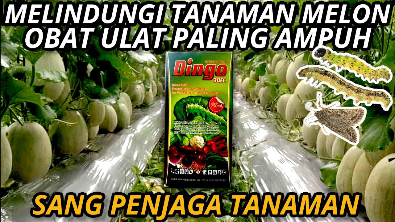 cara menanam melon | obat tanaman melon | melon leoni