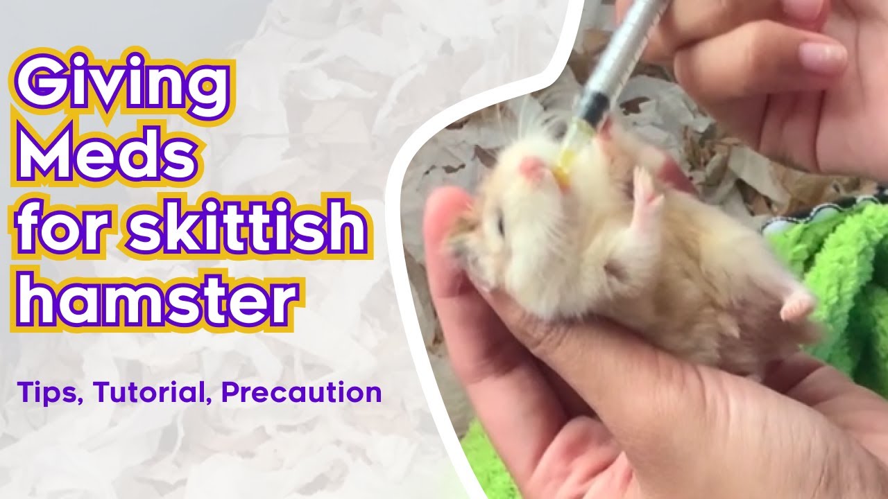 How to give medication for skittish Hamster especially Robo! 🐹💉🌡💊