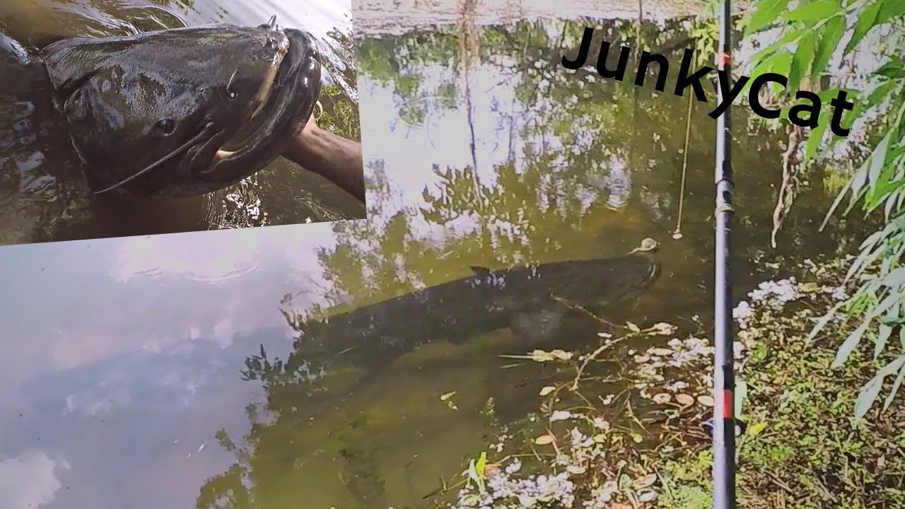 Clonk du bord silure, test Water Wolf sur flotteur sous marin (tripes de poulet)