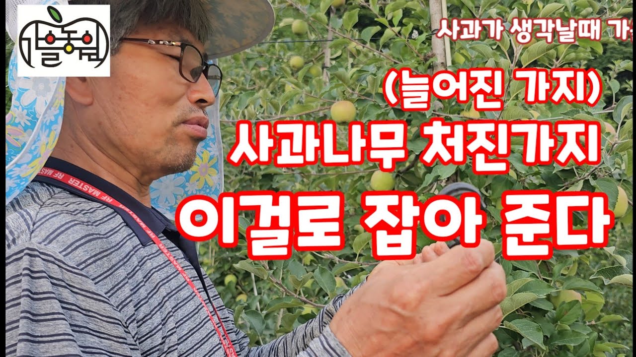 사과 처진가지 늘어진가지 유인끈 유인줄 쉽고 간단하게 처리 [사과재배]
