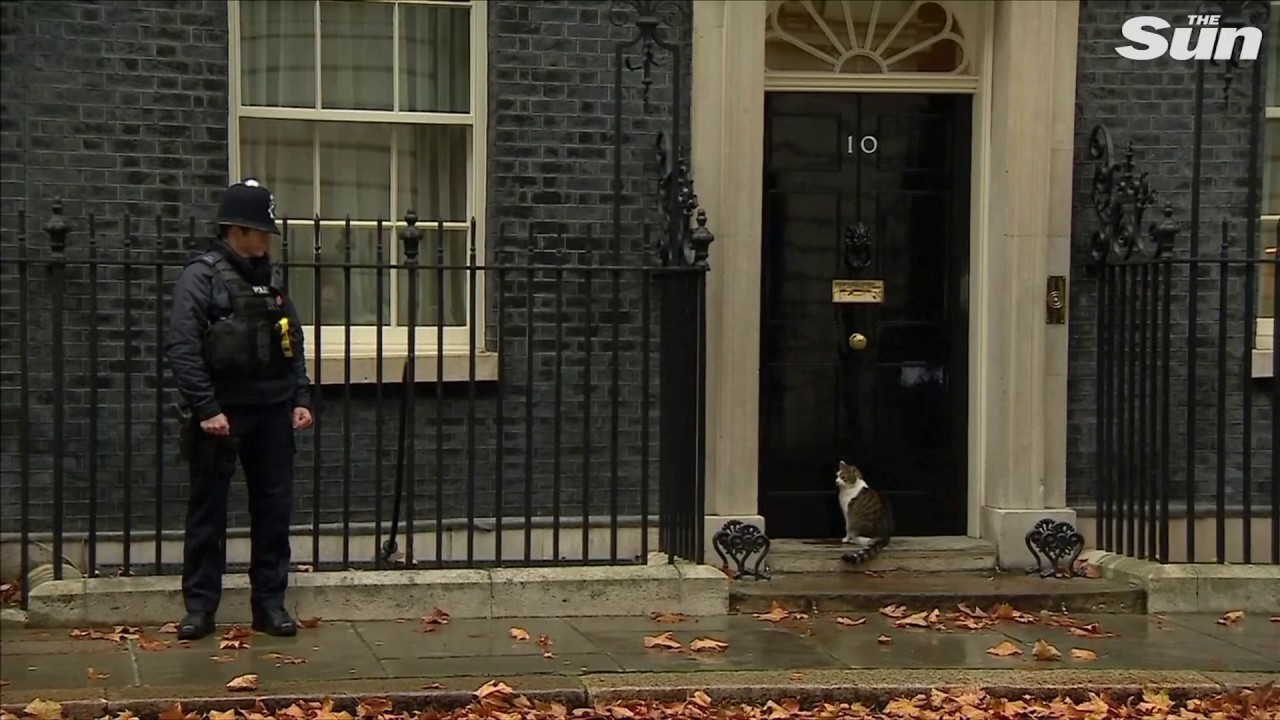 Hilarious moment Downing Street policeman knocks on Number 10 to let Larry cat in