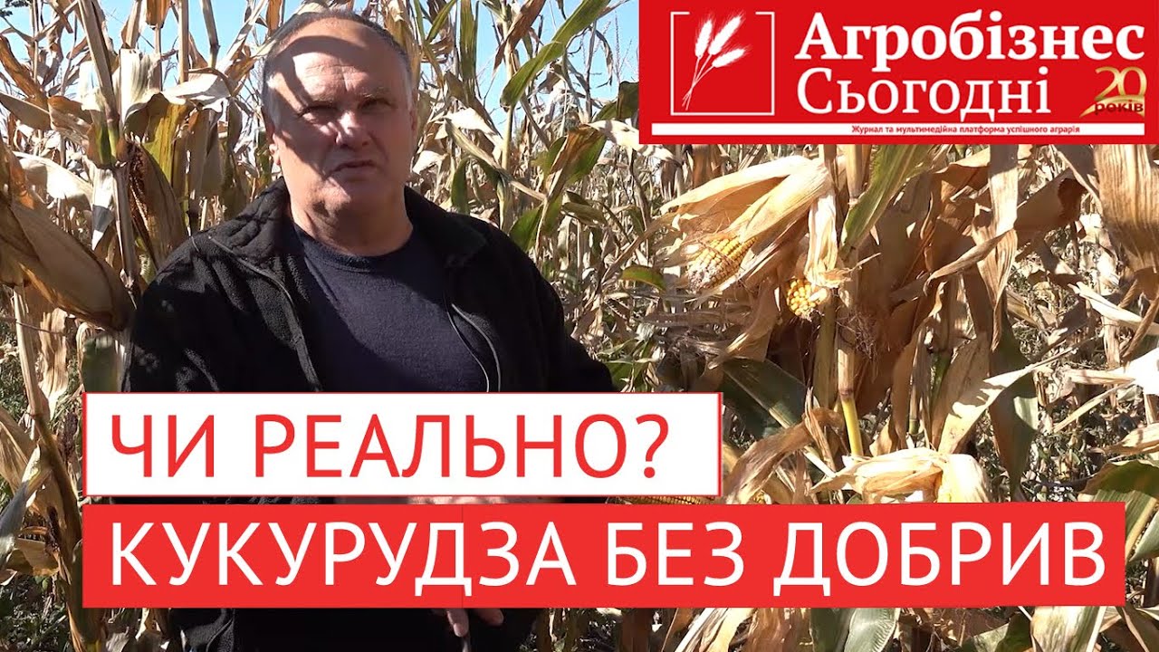 Чи можна виростити кукурудзу без мінеральних добрив?