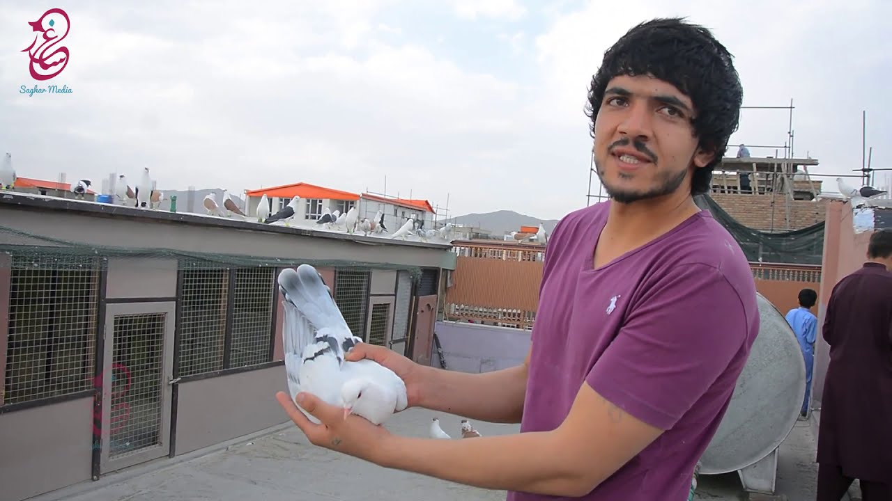 قیمت ترین کفتر های افغانستان