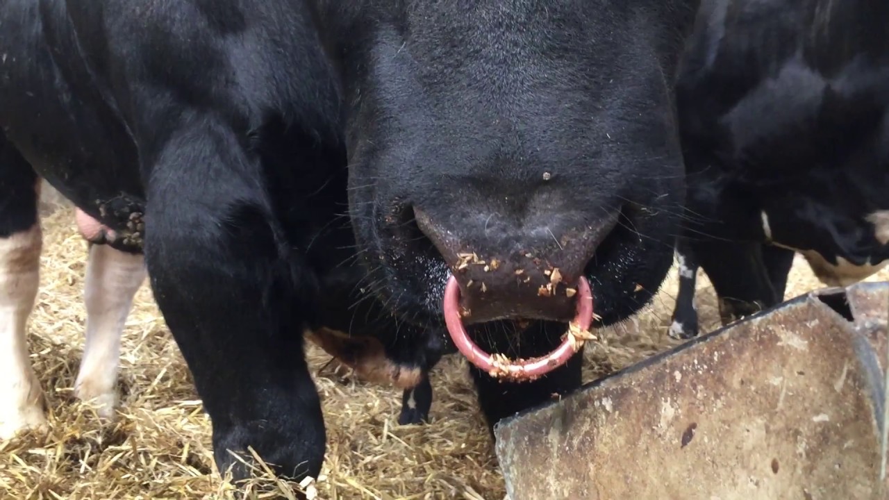 Why does your bull have a ring it its nose, did that not hurt?