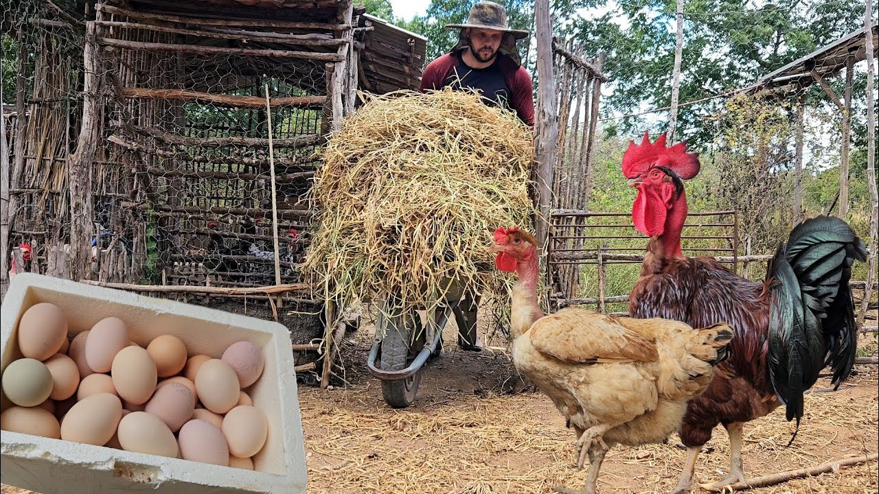 Galinha nova na Granja + Incubação e Troca de Cama do Galinheiro 
