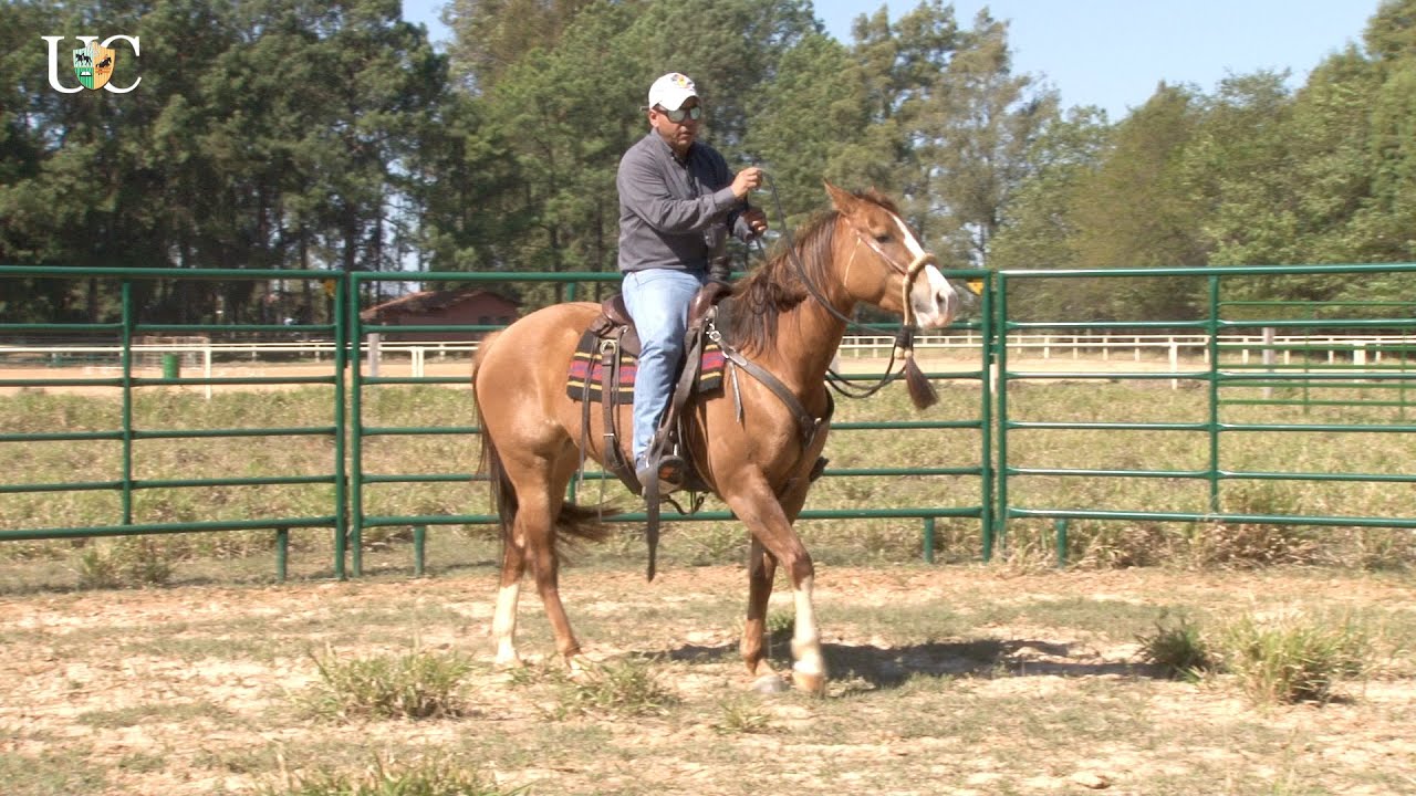 TV UC - Ensinando o cavalo a buscar o alívio