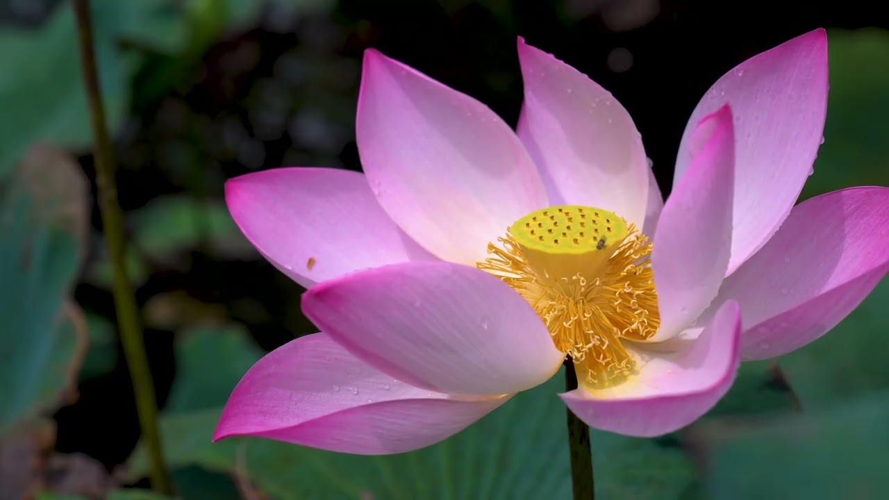 Lotus Flower Relaxation 🌸 Healing Nature Music for Mind, Body & Soul