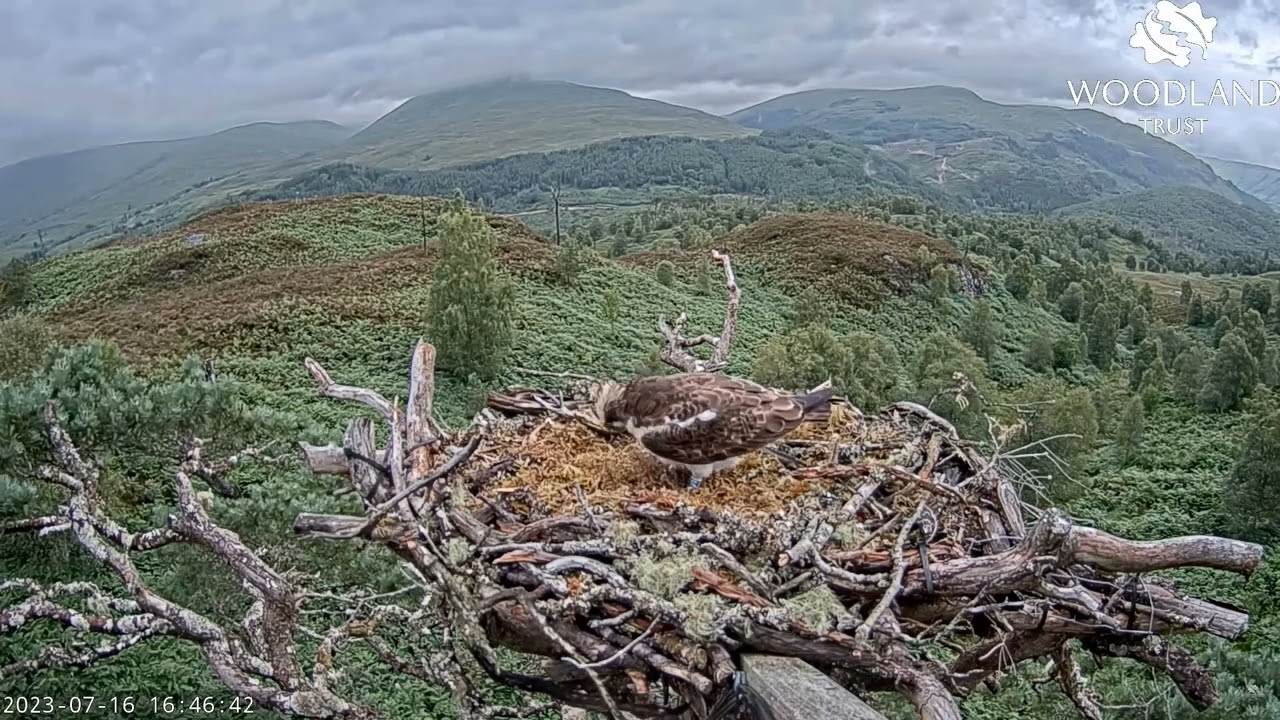 Garry brings moss and does some nest cupping on Loch Arkaig Osprey Nest One 16 Jul 2023