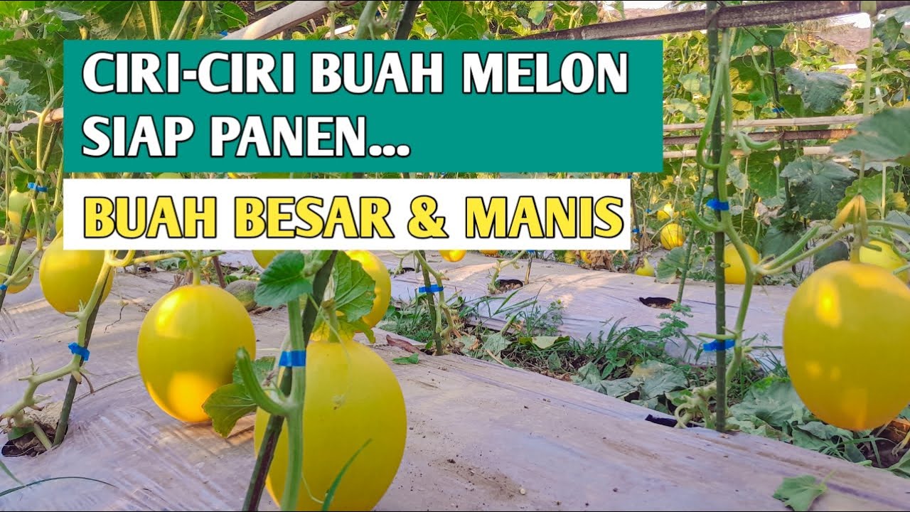 Persiapan Panen Melon || Ini Dia ciri-ciri Buah yang siap panen.