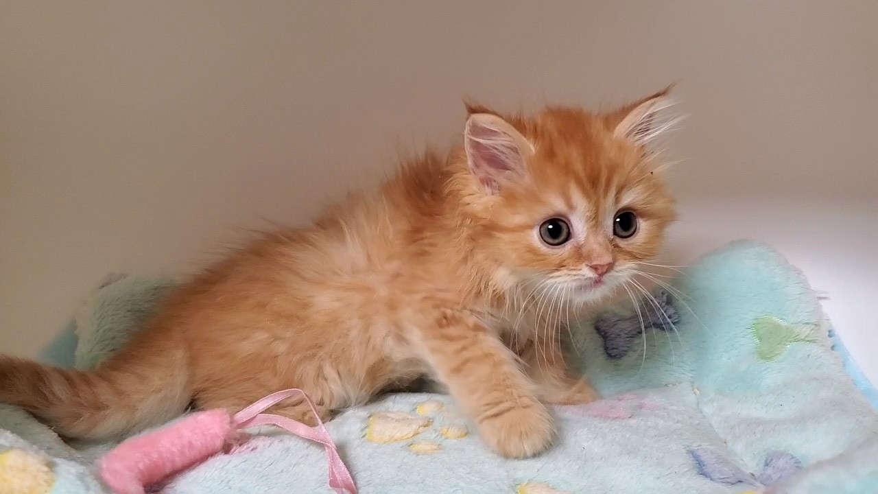 1月2日生まれのマンチカン