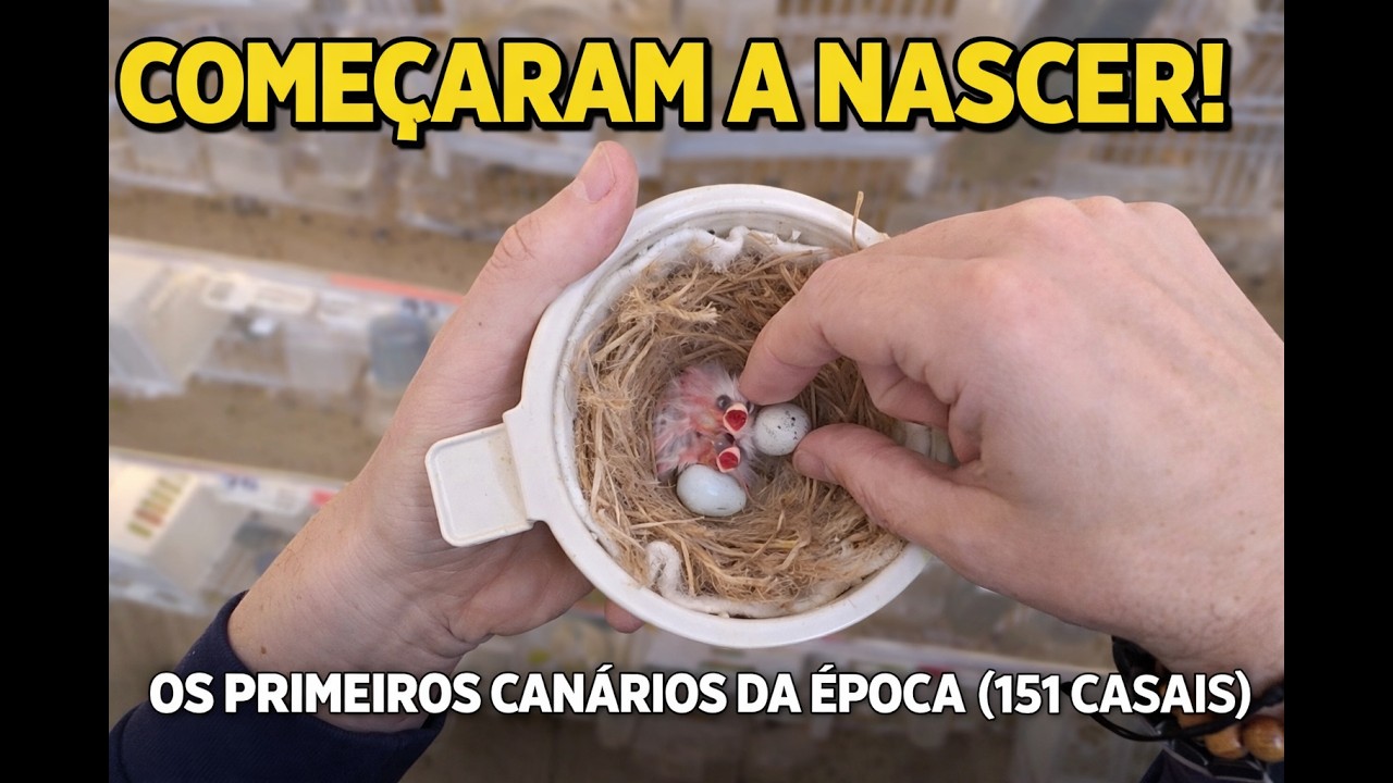 Começaram a Nascer! Os Primeiros Canários da Época (151 Casais)