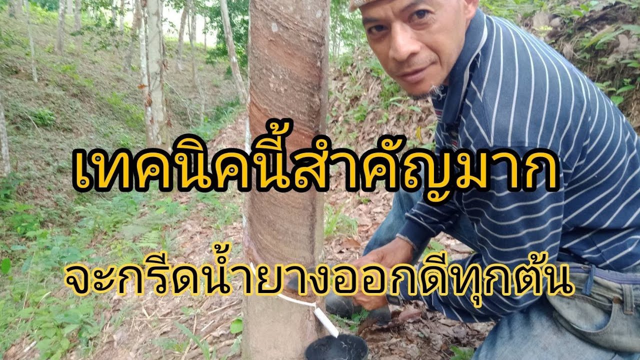 บอกเทคนิคส่วนตัวในการกรีดพารา ให้กรีดน้ำยางออกดีทุกต้น