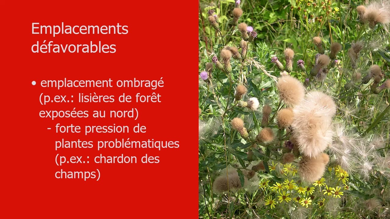 Choix de l’emplacement pour des surfaces de promotion de la biodiversité (SPB) sur terres assolées