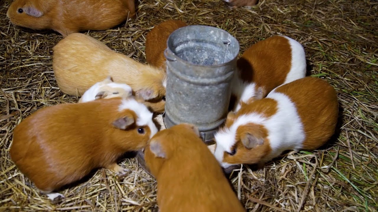 El negocio de los cuyes en Ecuador sigue creciendo