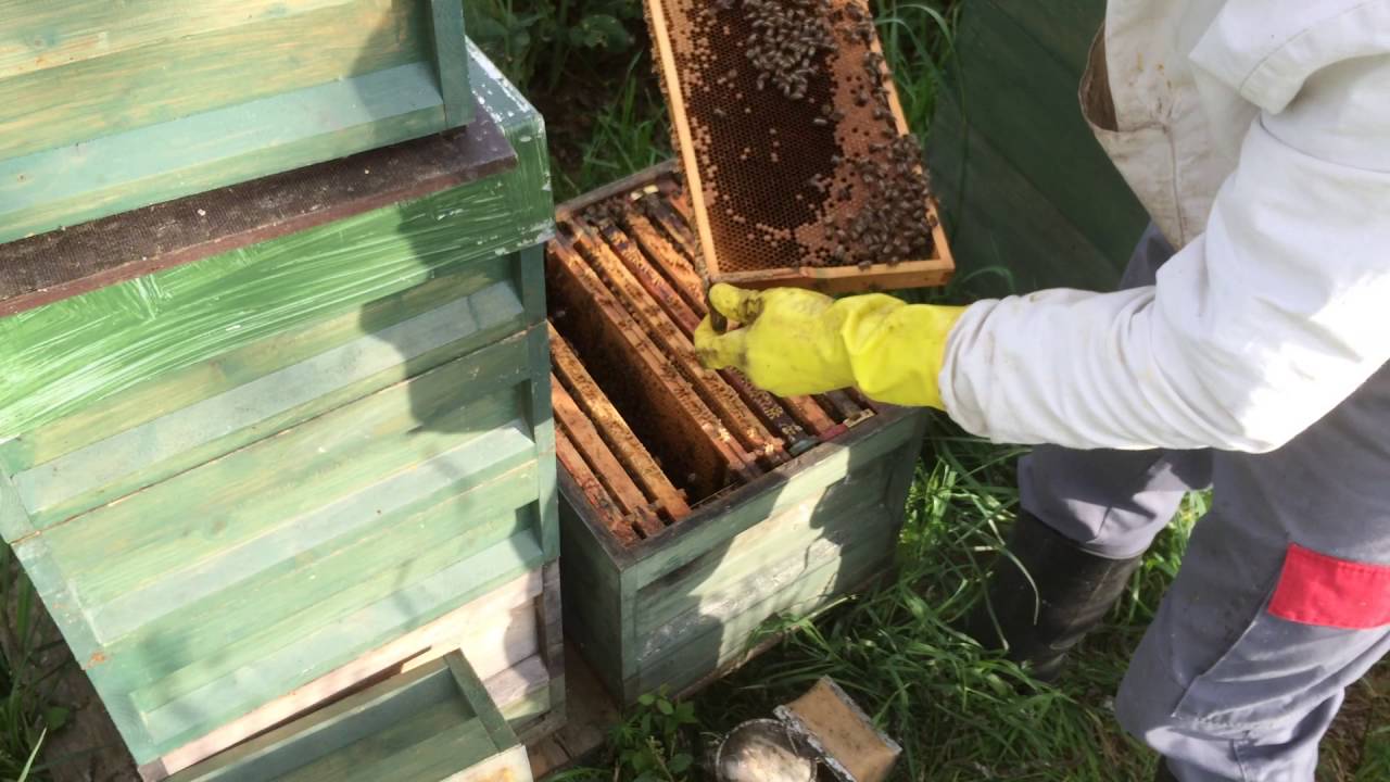 angepasster Brutraum im Zander-Maß: z.B. 9 Waben im Mai