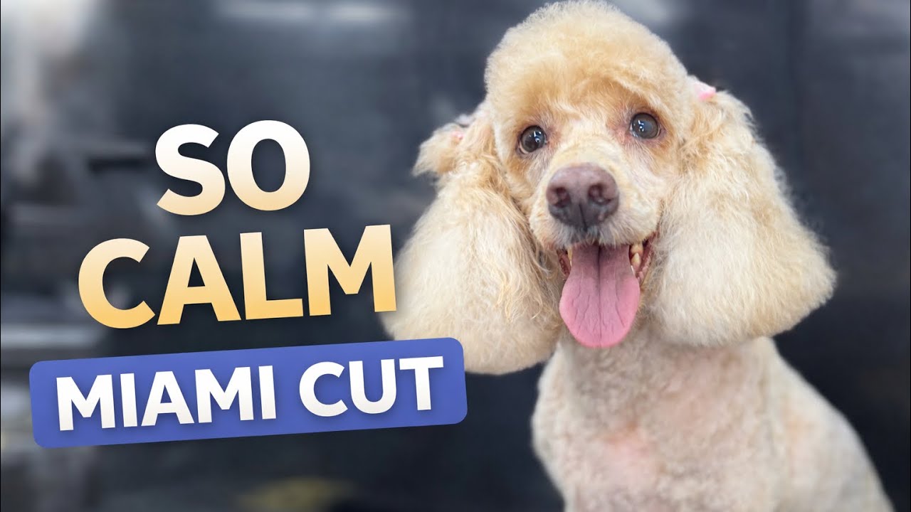 Calmest Poodle I’ve Groomed