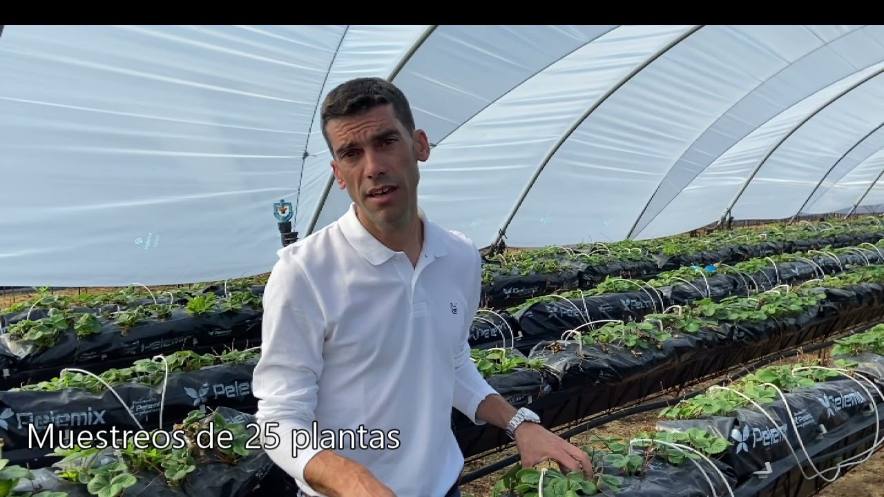Gestión Integrada de Plagas en hortícolas protegidos [San Bartolomé de la Torre, 12/11/2021]
