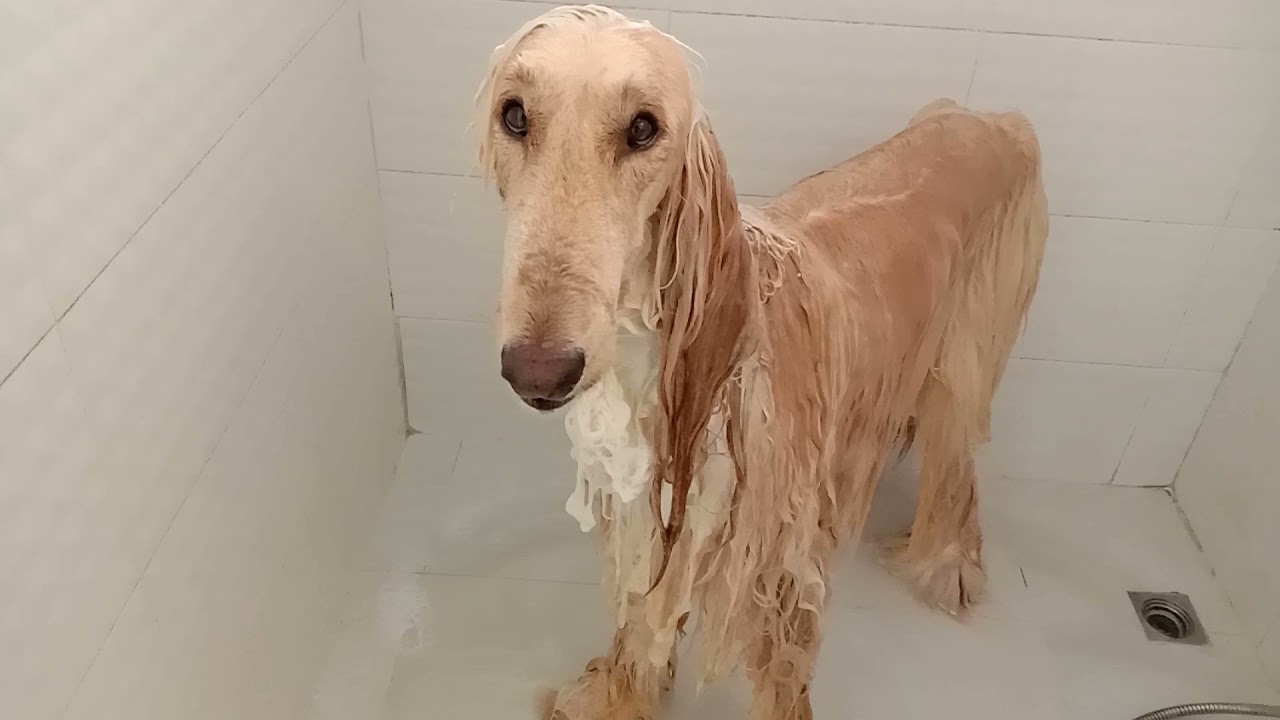 Shower my Afghan Hound (Bathing process)