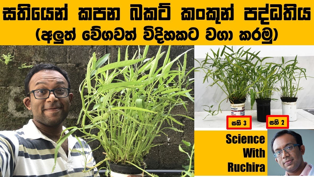 කංකුන් හදන්න සරල අලුත් විදිහක් : Science With Ruchira