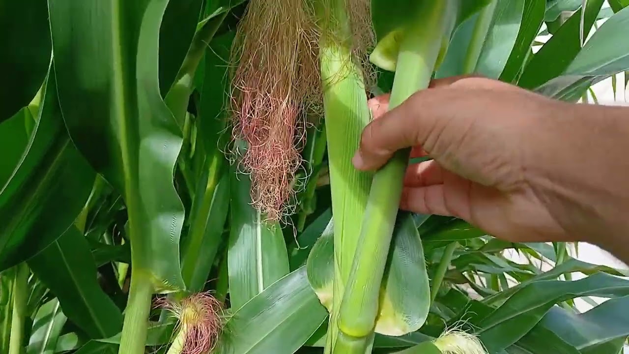 Todas frutíferas que está produzindo no meu quintal .Deus perdoa?palavras da vida eterna 
