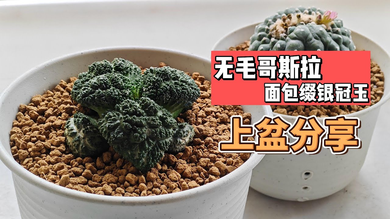 无毛哥斯拉牡丹，面包缀银冠玉，上盆分享