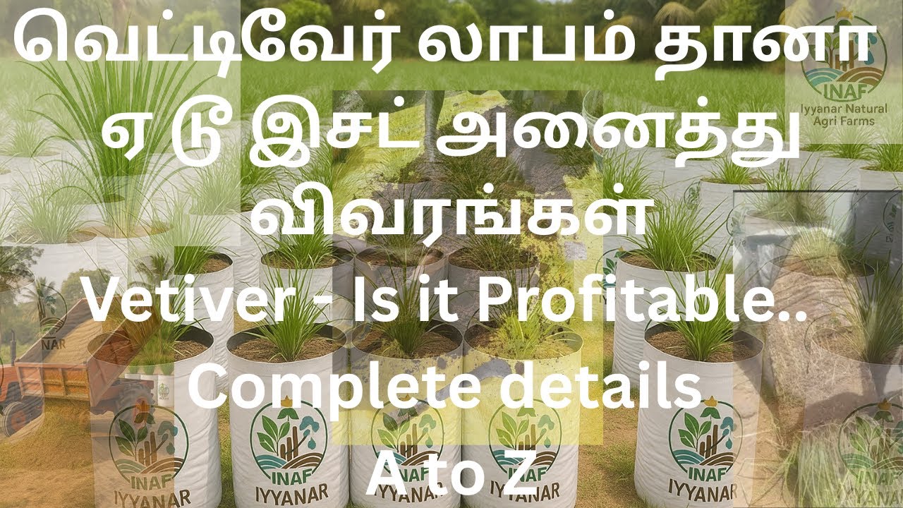வெட்டிவேர் சாகுபடி லாபம் தானா எப்படி செய்வது Vetiver Cultivation a to zVivasayam వెటివర్ సాగు లాభాలు