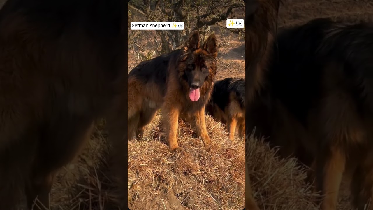 garman shepherd dog 🐕