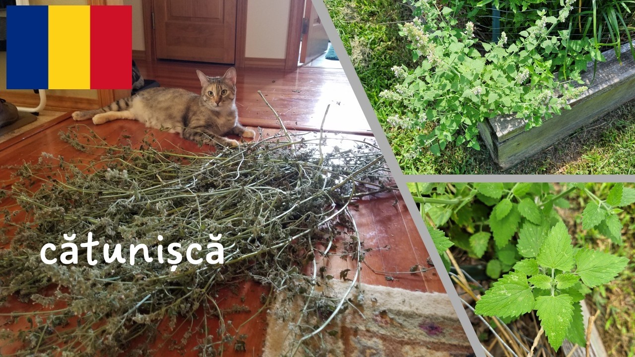 Iarba pisicilor, plantă drog pentru pisici - Cătușnica nu este doar pentru pisici, plantă medicinală
