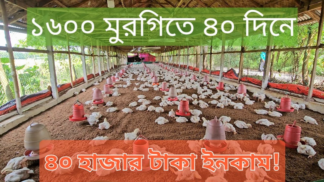 ১৬০০ পিচ মুরগিতে ৪০ দিনে ৪০ হাজার টাকা ইনকাম !
