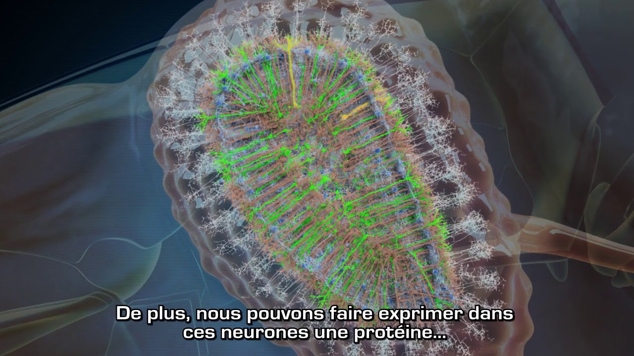Cellules souches et neurogenèse adulte
