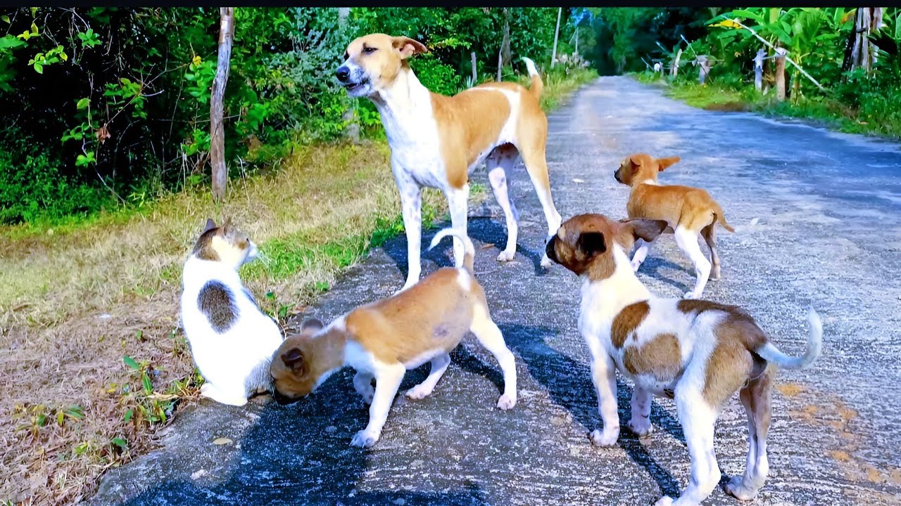 අනේ පව් දෙයියනේ එක පැටියෙක් හොරකම් කරලා/animals /pete /cute dog /cat /fighting 