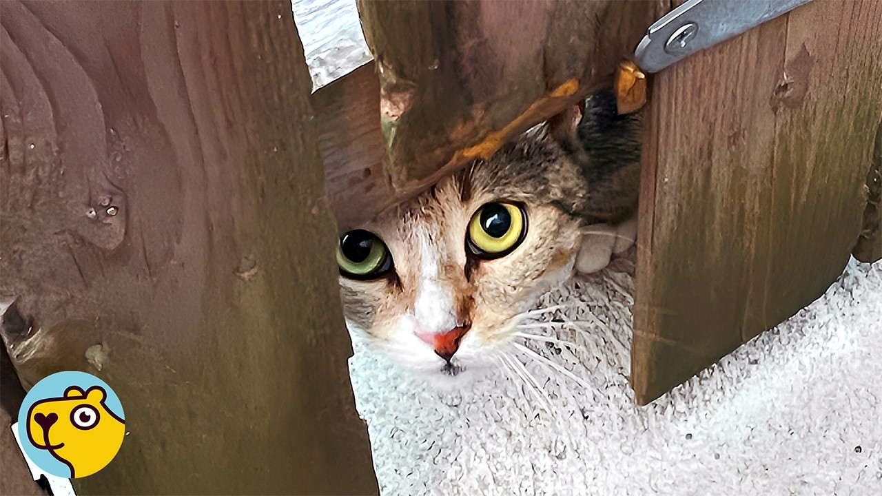 Man Never Wanted a Pet Until He Met This Talkative Cat