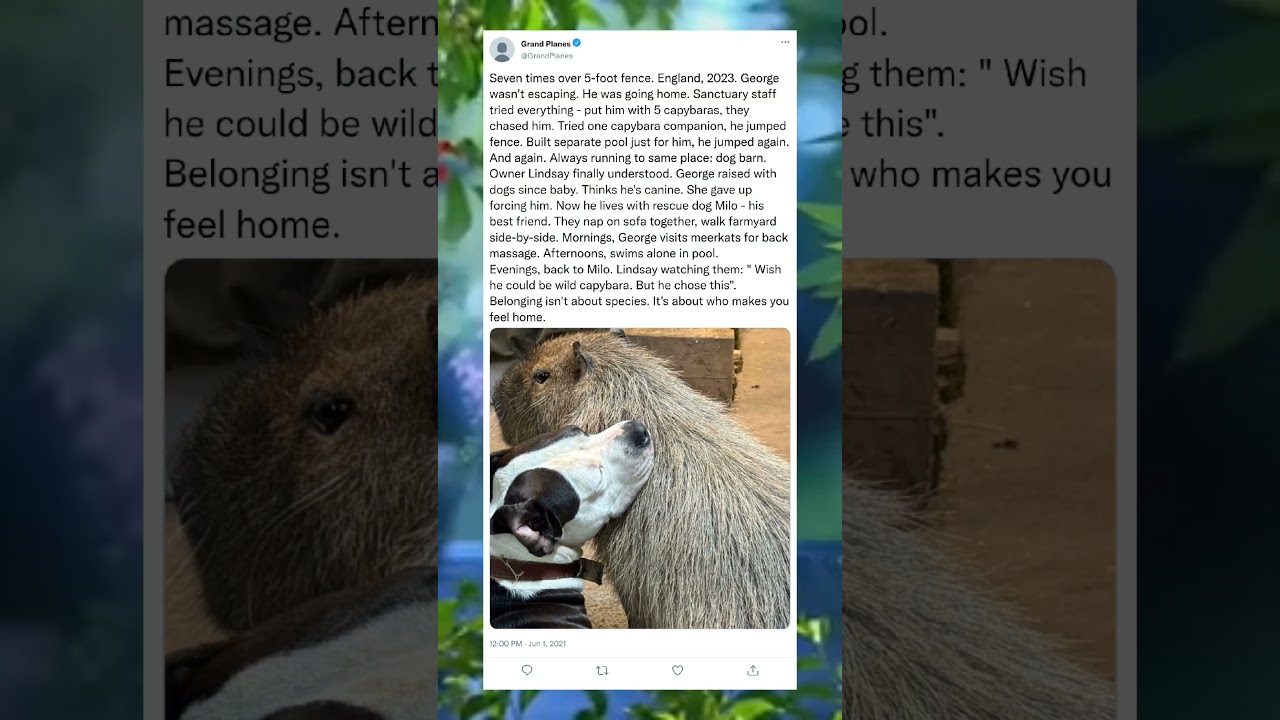 Capybara Escapes to Join Its Dog Friends#AnimalFriendship #CapybaraLife