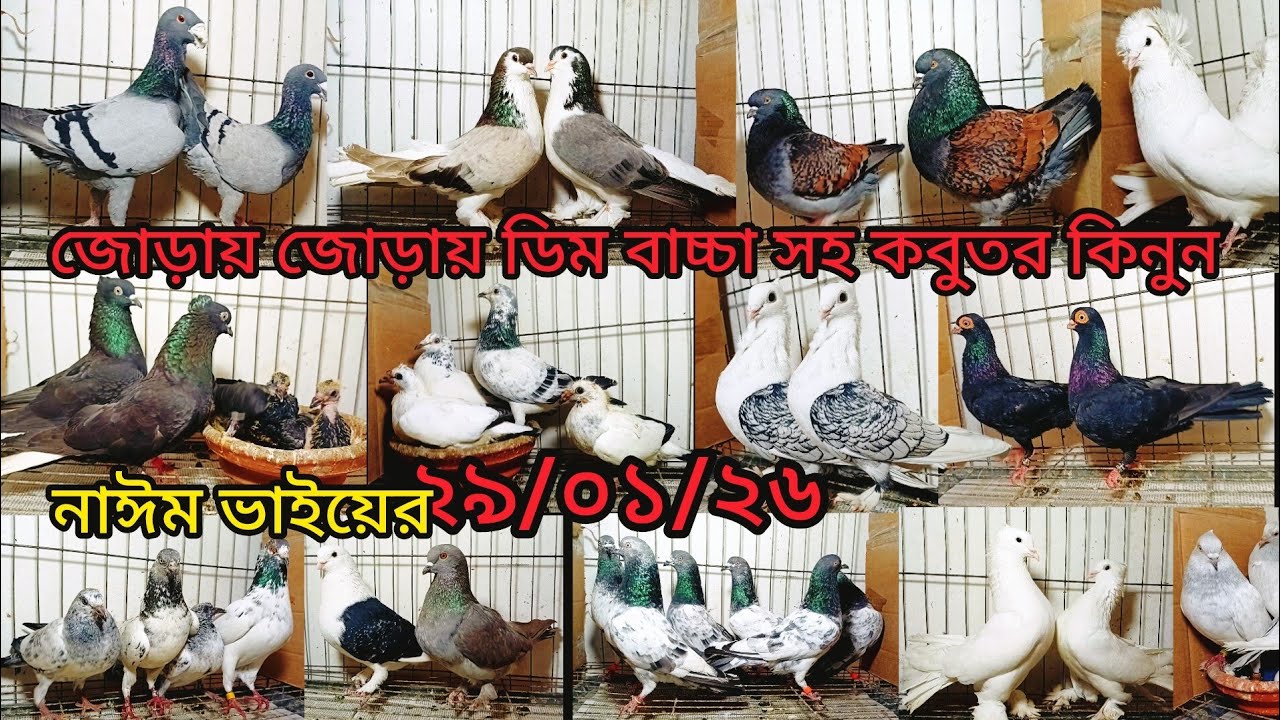 জোড়ায় জোড়ায় ডিম বাচ্চা সহ কবুতর কিনুন | pigeon video | কবুতর | fancy pigeon |