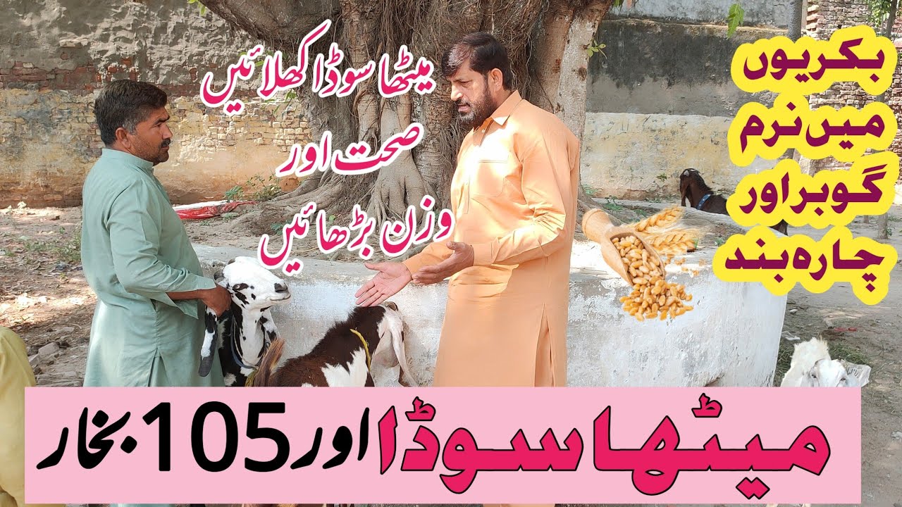 Goat Sheep Ke بخار Ka ilaj Aurوزن Barhain میٹھا سوڈا Se | Pyrexia And Acidosis Treatment | mithasoda