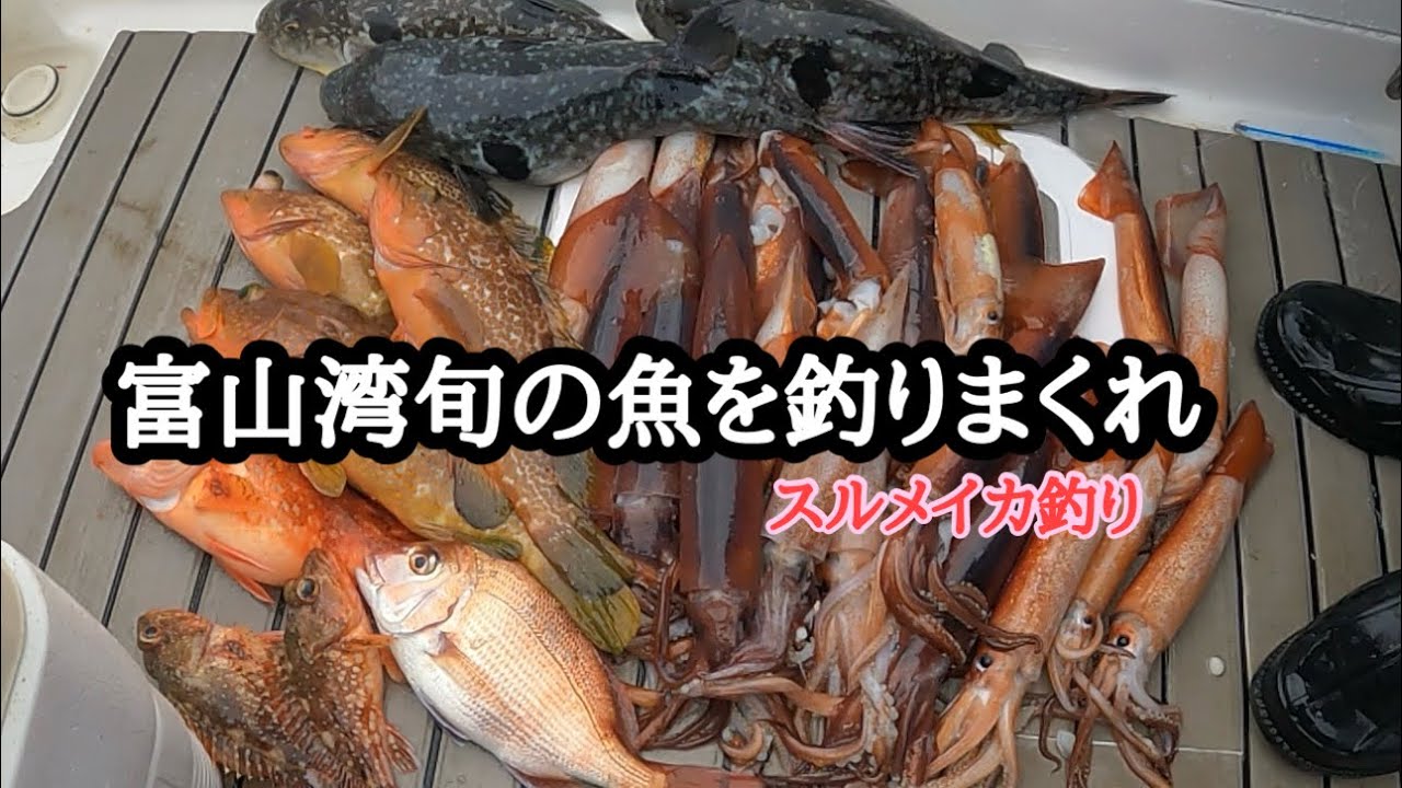 富山湾スルメイカ釣れてますよ〜！　浅場では高級魚キジハタがザクザク！！
