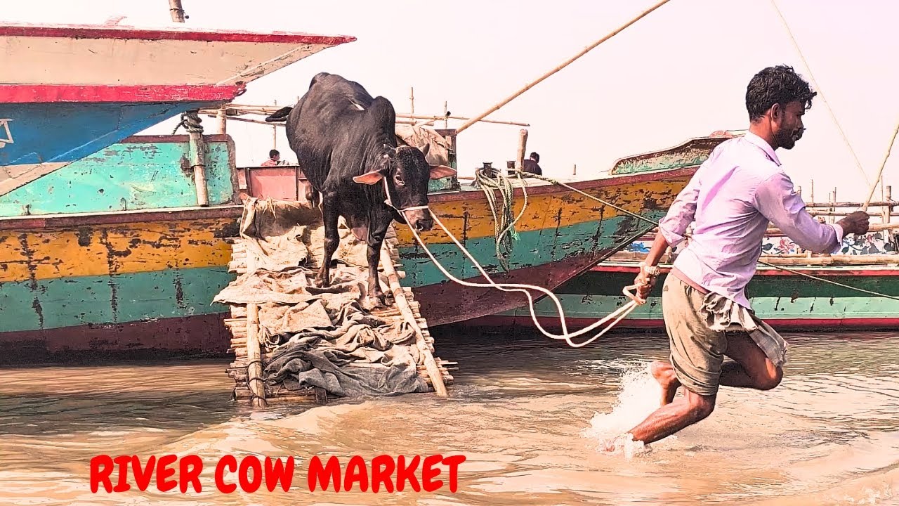 Cows & Goats Arrive by Wooden Boat | Village River Market Life