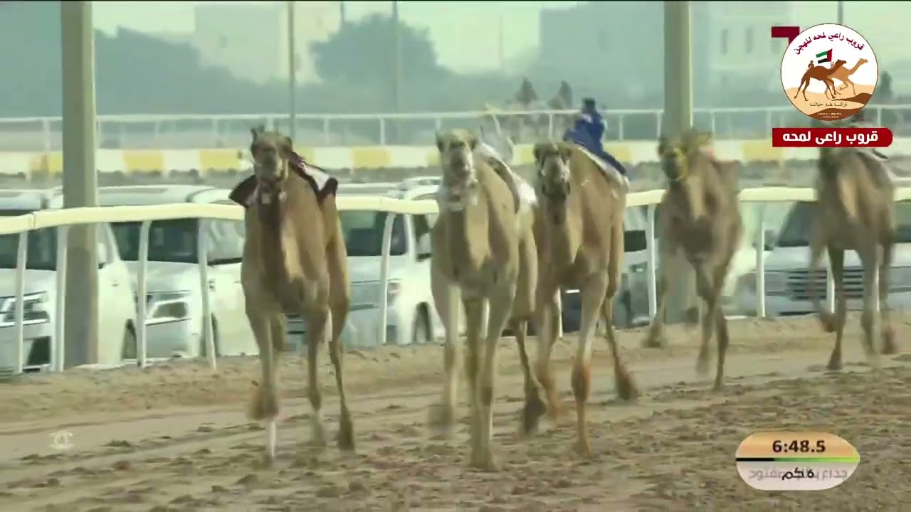 الشوط 9..  زمه لـ فهد علي حسن بن قدي القبيسي 9:16:14 (*مهرجان الامير الوالد 2026* )