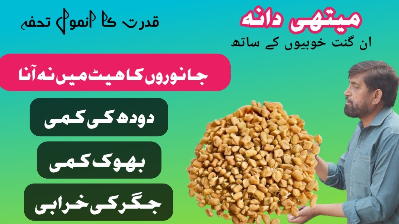 Methi Dana For Heat And More Milk Production in Cow  Buffalo | Benefits Of Methi Dana In Dairy Farm