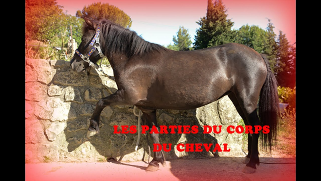 [GALOPS 1, 2 & 3] LES PARTIES DU CORPS DU CHEVAL