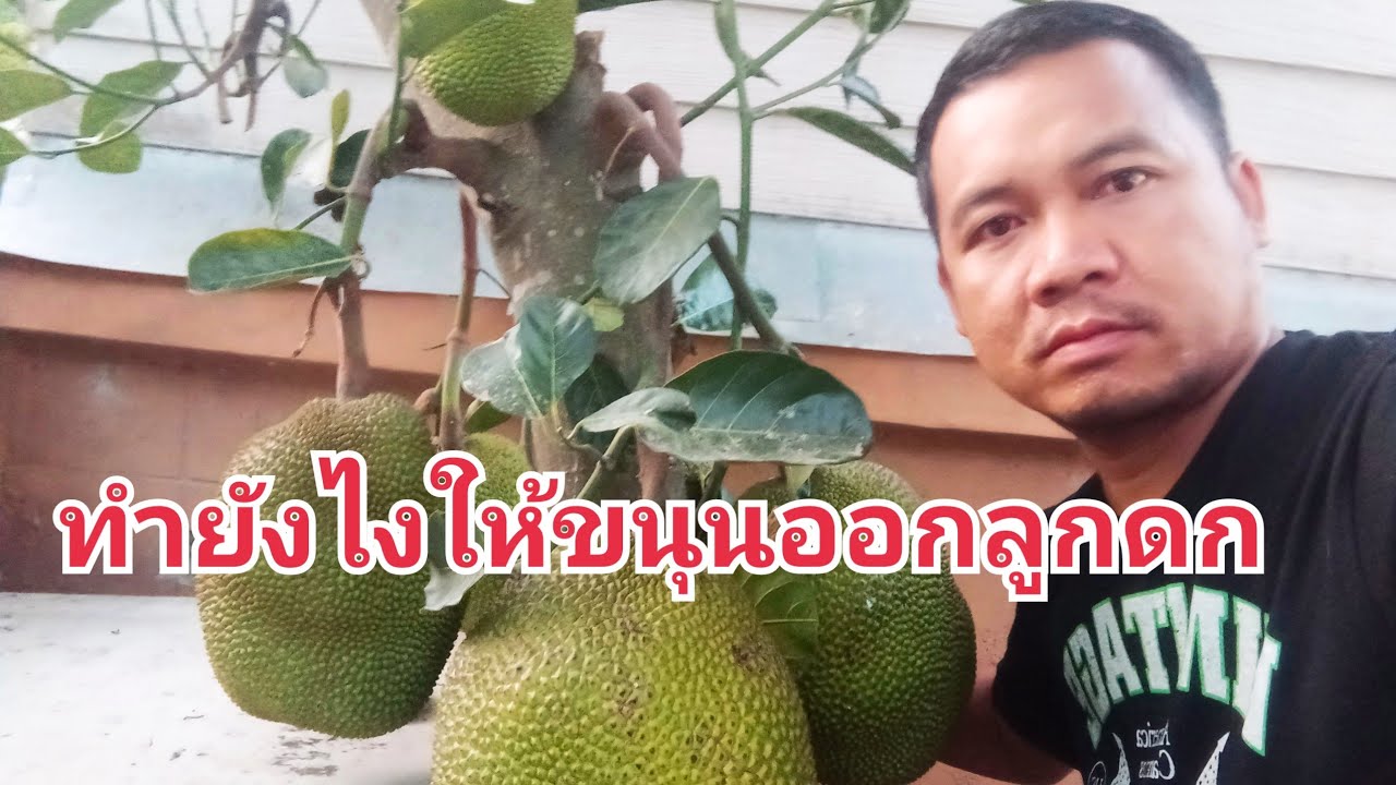 การกระตุ้นให้ขนุนออกลูกดก ง่ายๆใครก็ทำได้ บ่าวสกลคนกาลามะ