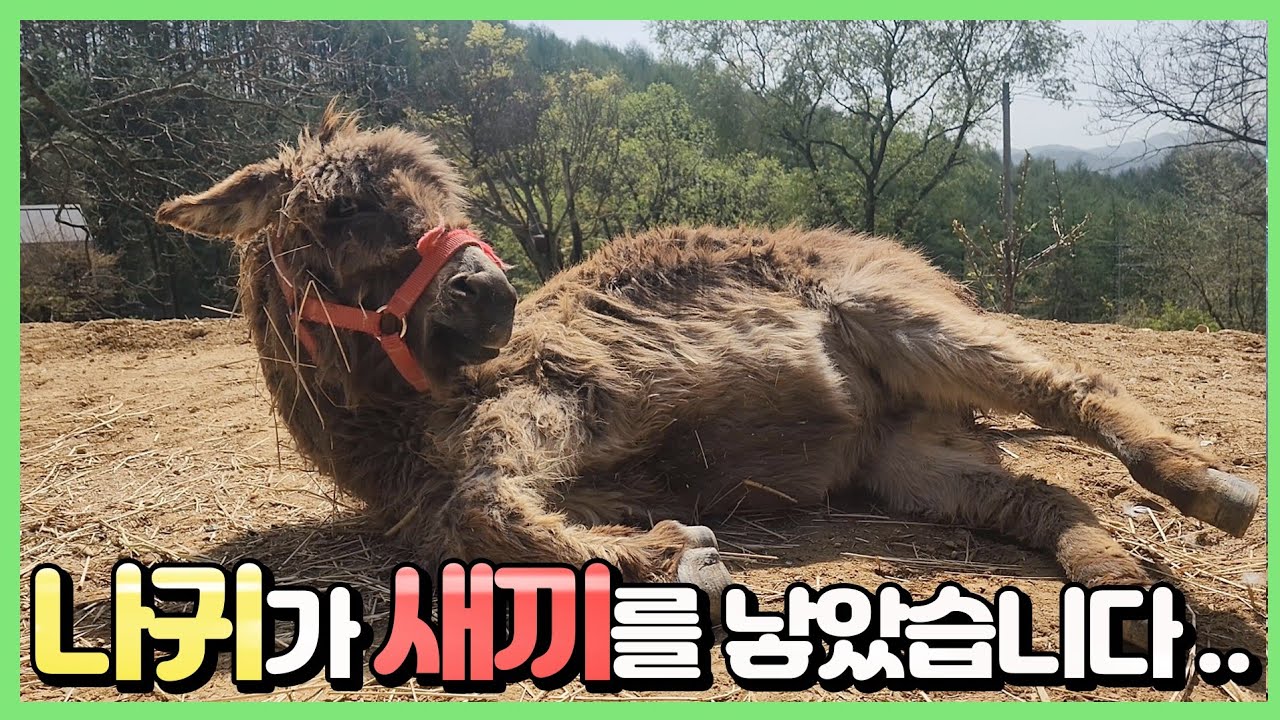 [시청주의] 암컷 나귀는 새끼를 품고 연못에 왔습니다