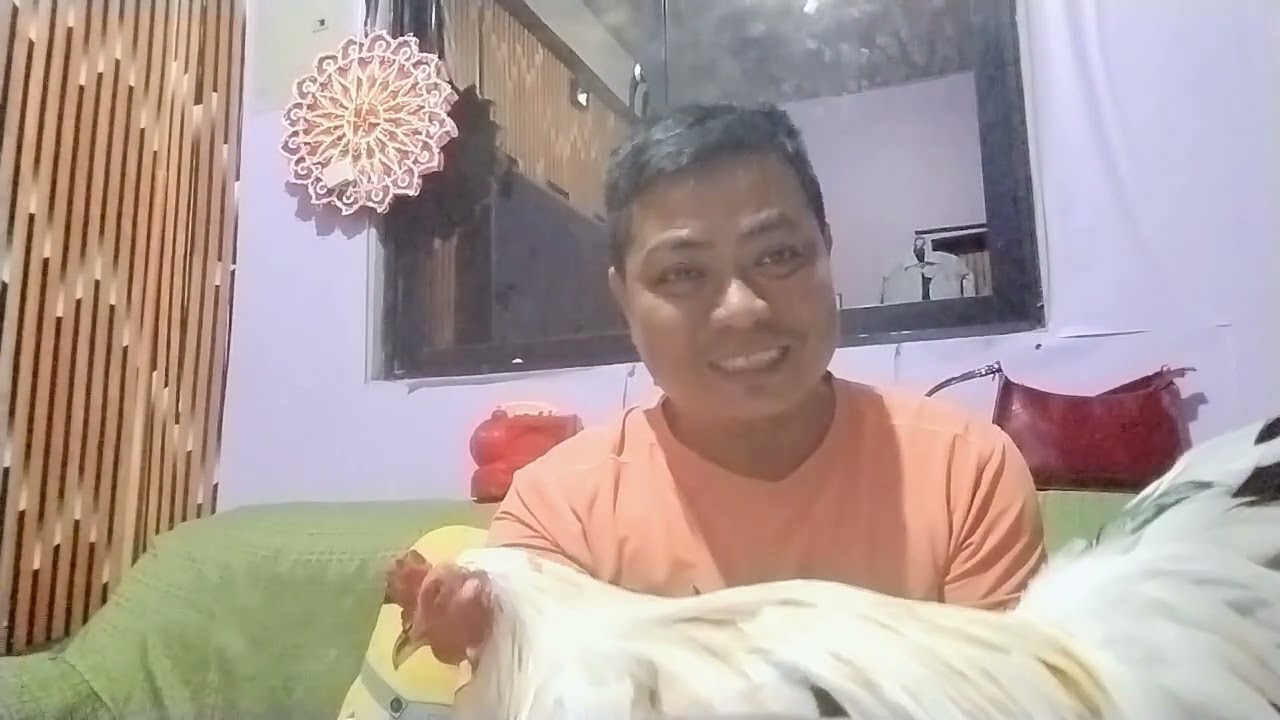 Andy Fv official of black tiger sabong tips&para sa manok